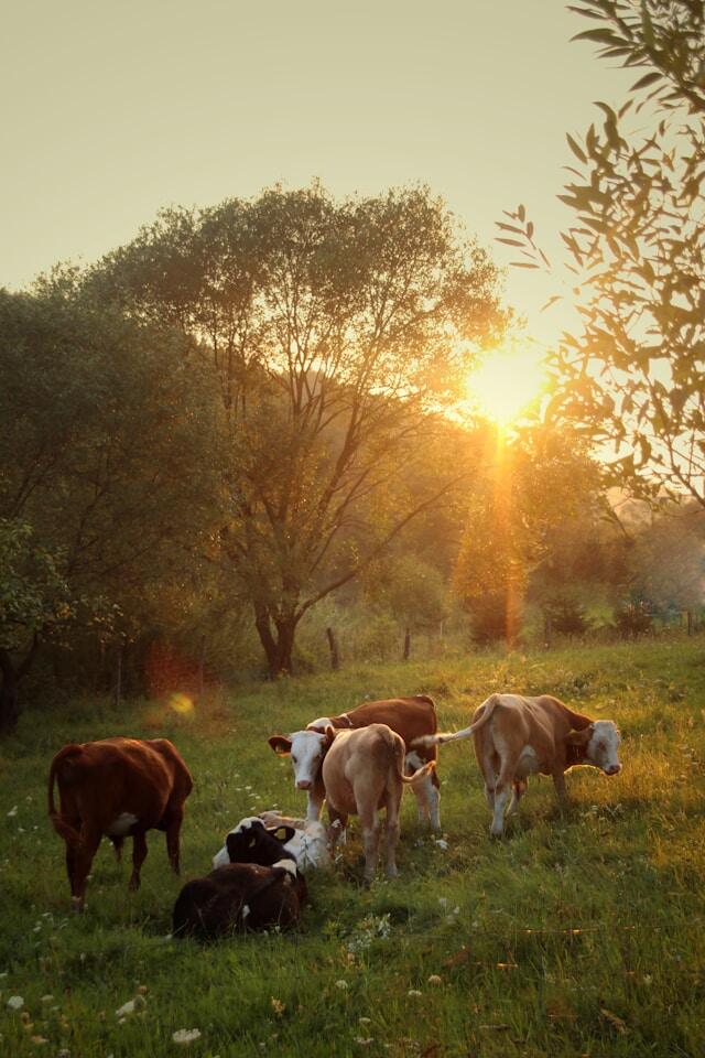 Group of cows