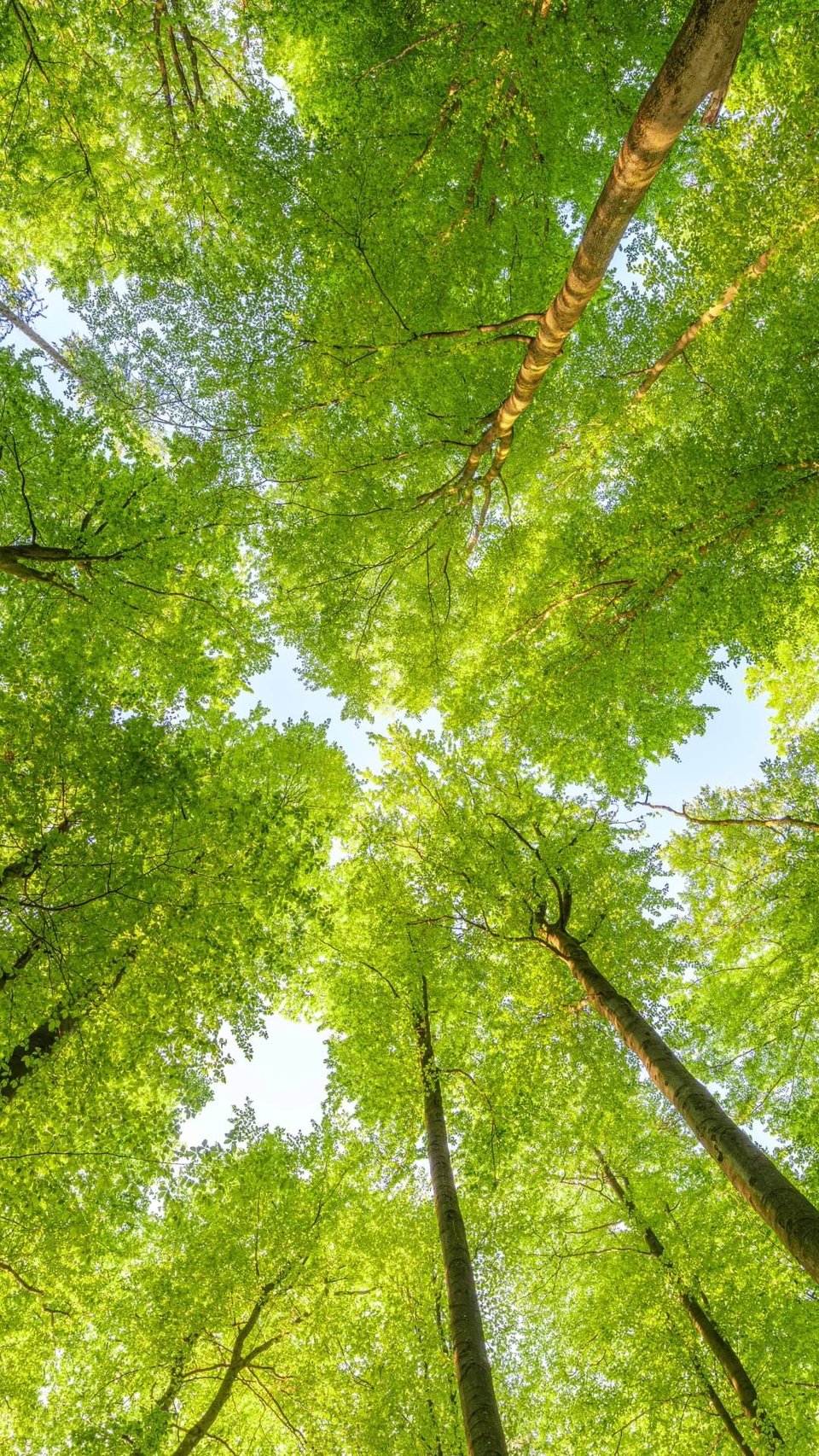 forest